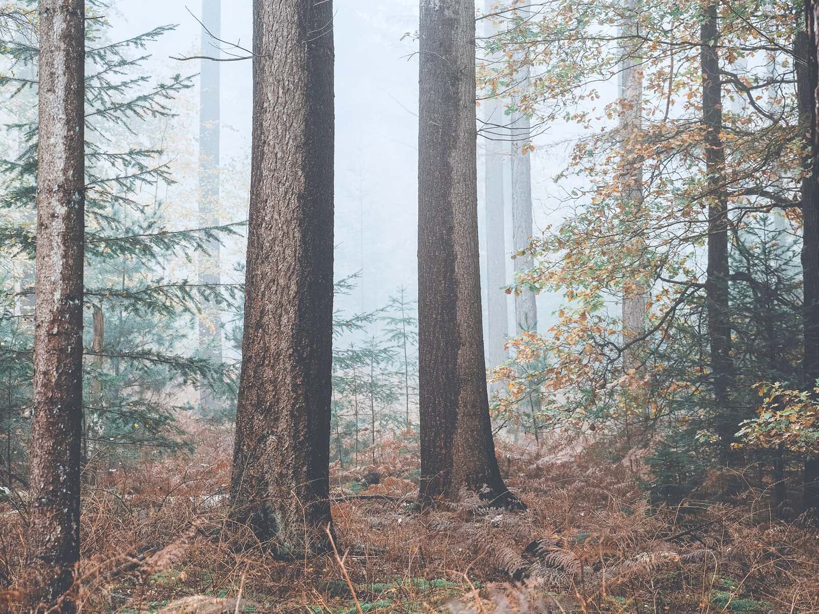 FERR istock 82 1600px